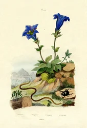 ジェンティアン、1833-39